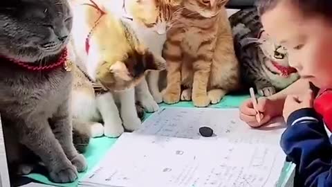 Cats with teacher in their school