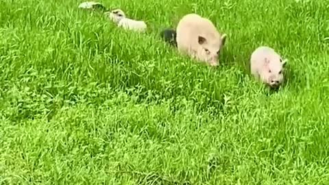 Adorable happy piggy family 😍