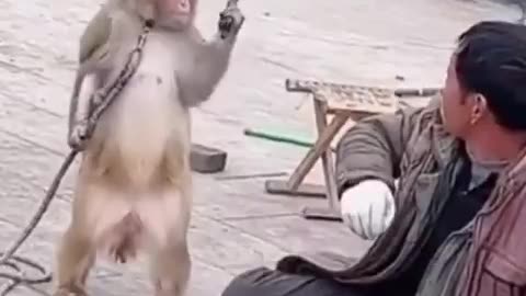 Monkey with a Chef's Knife
