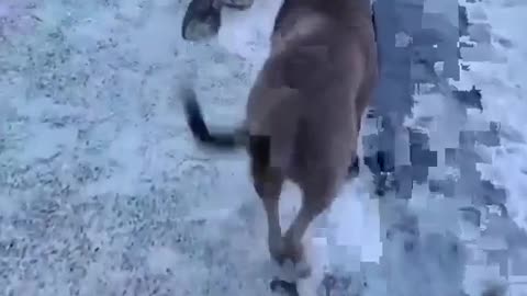 Funny dog catwalk