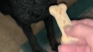 Poodle dog has odd habit before he will take a treat.