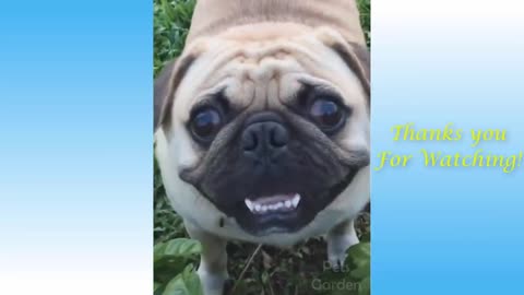 Funny, cute and entertain animal video
