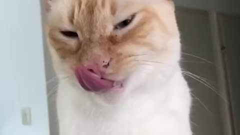 Siam cat yawning