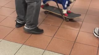 Dog blue sweater black hat on skateboard