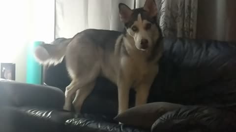 Fussy Husky Rearranges Couch Before Sitting Down