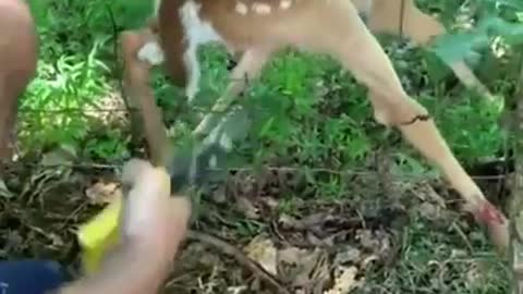 Baby Deer Rescue ,,,,,,