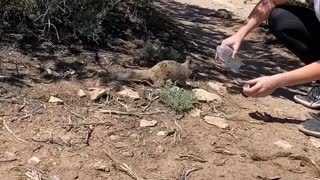 Helping a Thirsty Squirrel Through a Heatwave