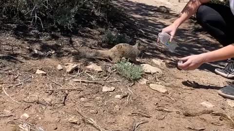 Helping a Thirsty Squirrel Through a Heatwave