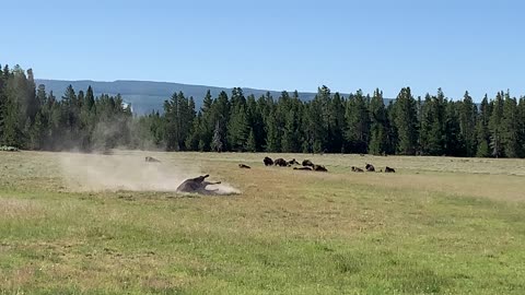 Bison at Yellowstone National Park