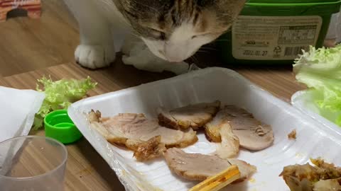 A cat that wants to eat meat.