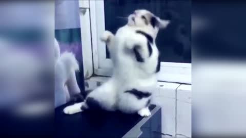 The cat is dancing))) Fun, Pranks, Jokes, Humor