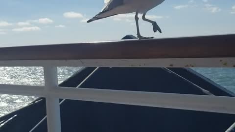 Seagull pal