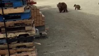 Warehouse Bear Visitors