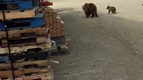 Warehouse Bear Visitors