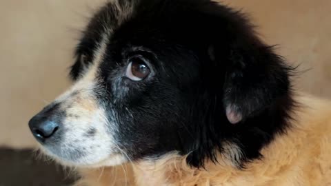 Portrait of sad mixed breed dog. Dog in a shelter or an animal nursery. Shelter for animals concept