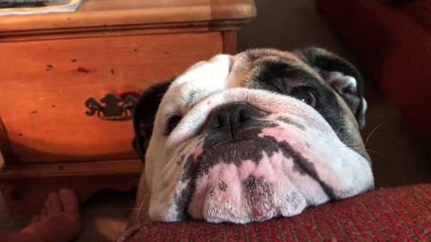 Bulldog insists he should be up on couch