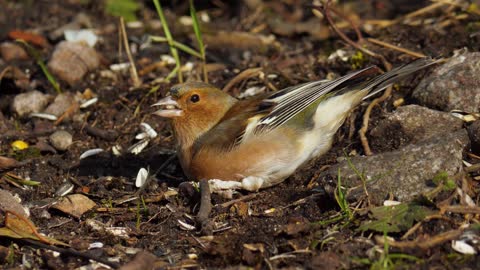 Birds Chaffinch Pecks Food Seeds Cute Pinson