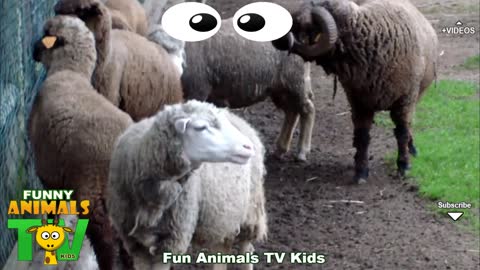Ovelhas Choné na Quinta dos Animais - # Farm animals video for kids