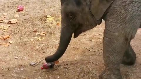 Baby elephant who likes drinking black tea