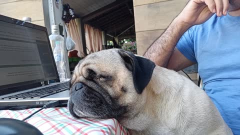 Pug sleeping on the lap of the owner working