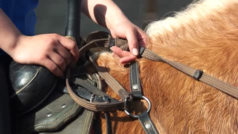 Equestrian sitting on horse close up