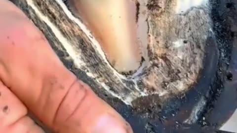 Amazing horse hoof cleaning so satisfying