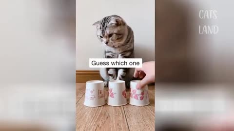 Omg so cute cats 🐈😺 best funny cats video 2021 high!!