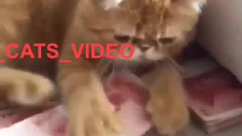 Funny and Cute Cat Videos #294