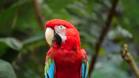 Cute Parrot playing video