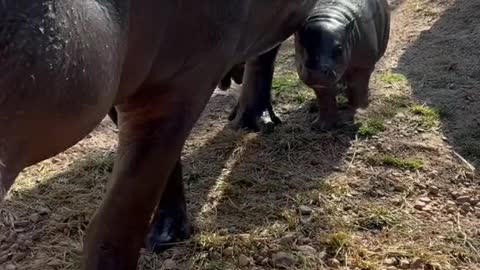 Wait for it… Pygmy hippo calves can stay with their moms for up to 3 years!!