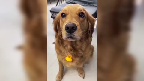 That's how a dog learns to blow a whistle!