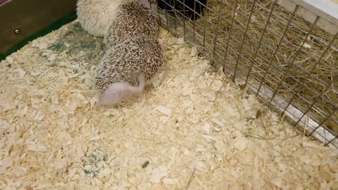 Funny hedgehog constantly scratching himself