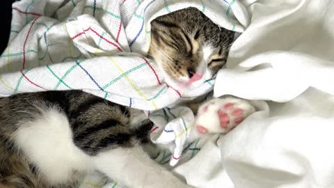A Small Cat Is Tucked In
