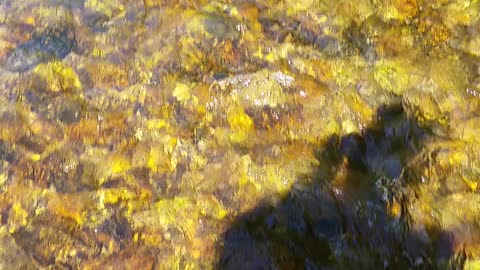 Yellow Breeches blue ribbon trout stream