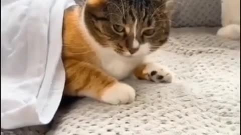 Lazy Cat 🐈 not ready to get up, see what happens next is hilarious.