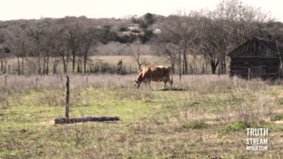 CAFO Lots: Are We Allowed to See How Our Food Is Raised?