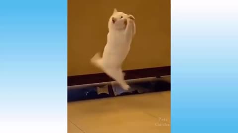funny cats play with ball