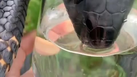 Black snake 🐍 drinking water