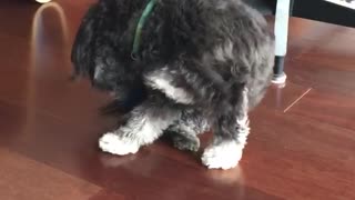 Dog gets ball stuck in her tail