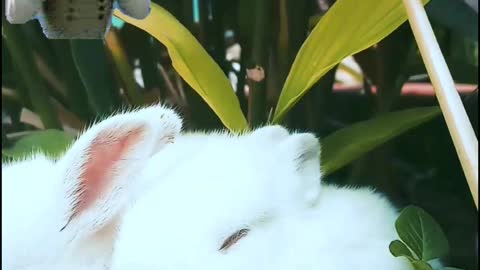 Cute & Funny Rabbits