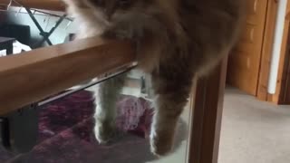 Fluffy Kitty Rests on a Banister
