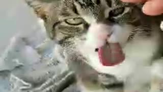 Cat that keeps on licking