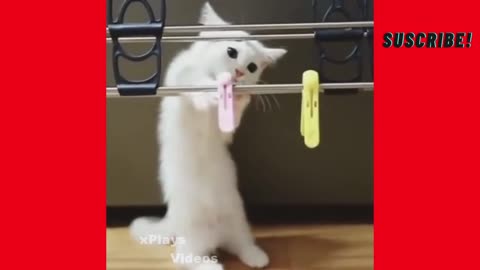 Funny Cat