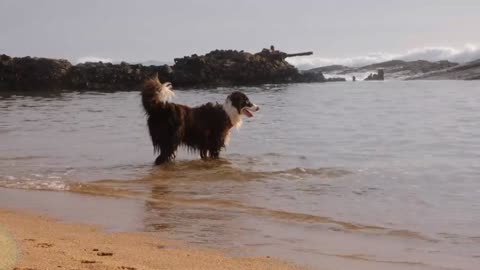 Cute Dog Playing in Sea