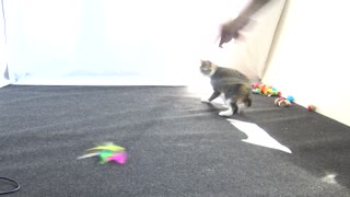 Cute Cat Grabs Toy with His Teeth