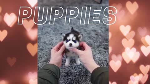 Cute and beautiful puppies