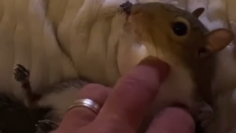 Lazy squirrel loves getting his belly rubbed