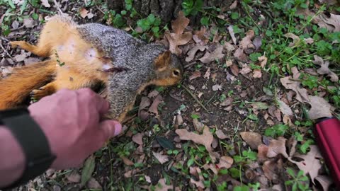 Backyard Squirrel Hunting with Air Rifle | WIFE EATS IT!