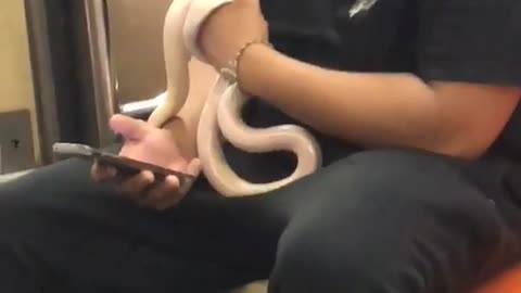Guy curly hair subway white snake python