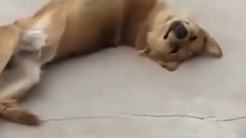 Adorable Cute Funny Smart Dog Doing Yoga